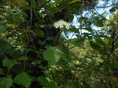 Viburnum ellipticum