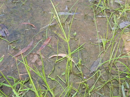 Image of Cyperus aquatilis by (c) Scott W. Gavins, some rights reserved (CC BY)