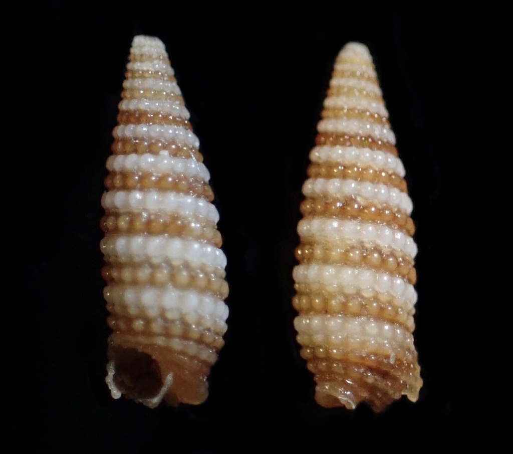 Eutriphora bermudensis