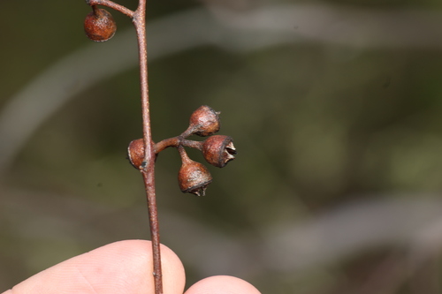 Image of Eucalyptus Chloroclada by (c) Greg Tasney, some rights reserved (CC BY-SA)