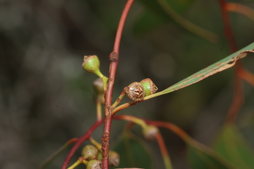 Image of Eucalyptus Chloroclada by (c) Greg Tasney, some rights reserved (CC BY-SA)