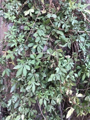 Cissus striata