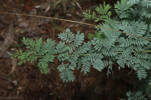 Image of Acacia polybotrya by (c) Greg Tasney, some rights reserved (CC BY-SA)