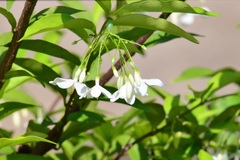Wrightia religiosa
