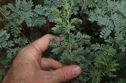 Image of Acacia polybotrya by (c) Greg Tasney, some rights reserved (CC BY-SA)