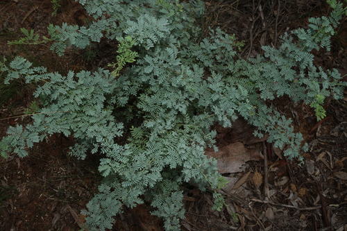 Image of Acacia polybotrya by (c) Greg Tasney, some rights reserved (CC BY-SA)