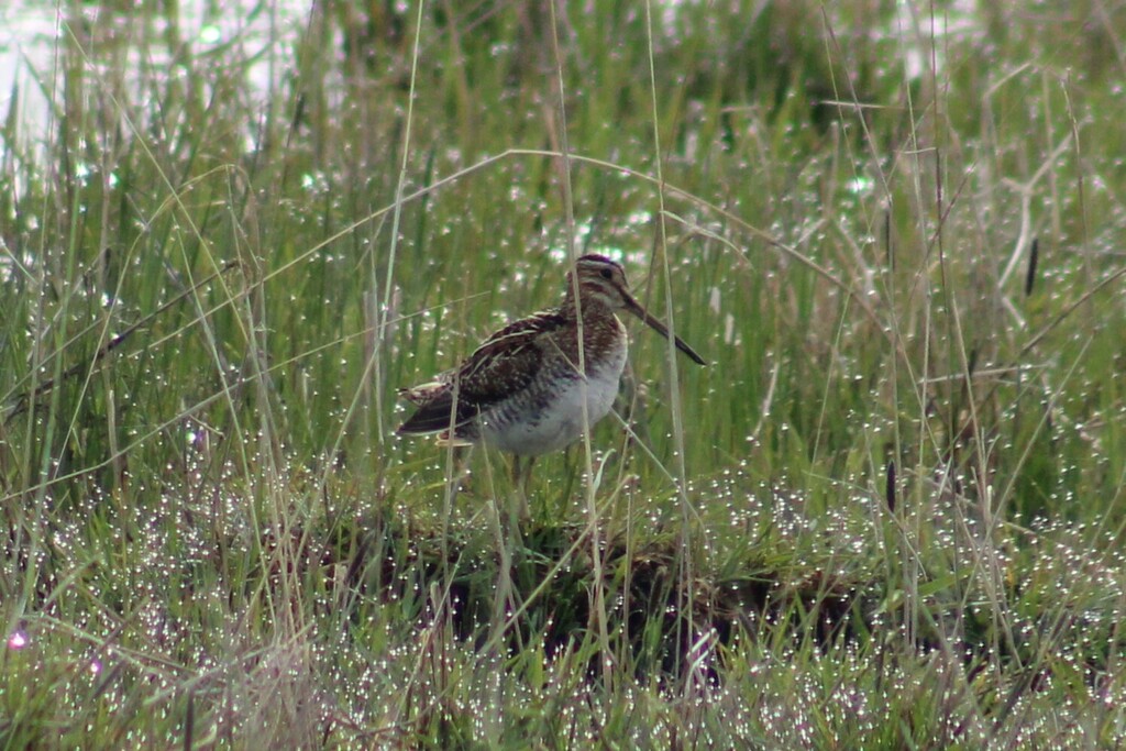 Wilson's Snipe from Union County, OR, USA on April 11, 2024 at 08:59 AM ...