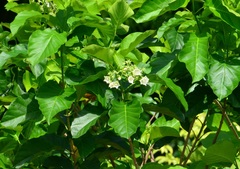 Vallaris glabra