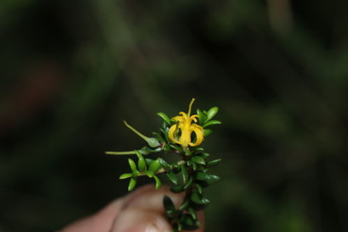 Persoonia terminalis, photograph 3