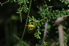 Persoonia terminalis, photograph (c) Greg Tasney, some rights reserved (CC BY-SA)