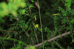 Persoonia terminalis, photograph (c) Greg Tasney, some rights reserved (CC BY-SA)