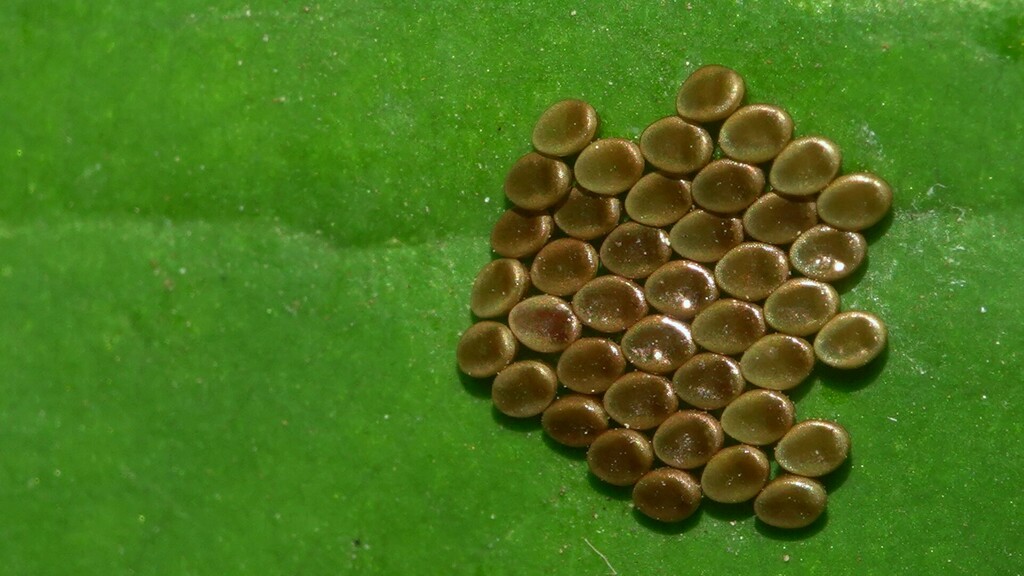 Insects from Vanasthali Udyan, WING-1B, KALPATARU HILLS, Hill Garden ...