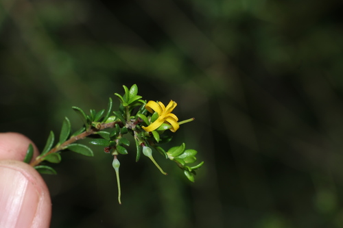 Persoonia terminalis, photograph 5
