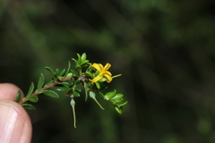 Persoonia terminalis, photograph (c) Greg Tasney, some rights reserved (CC BY-SA)