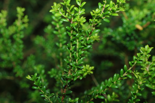 Persoonia terminalis, photograph 6