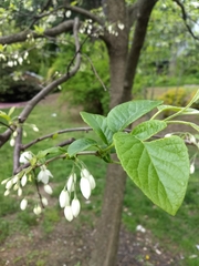 Styracaceae