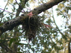 Tillandsia erubescens