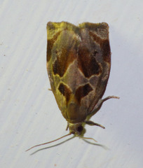 Archips crataegana