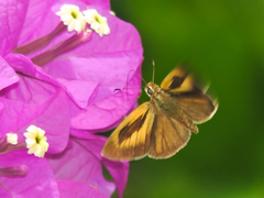 Synapte pecta
