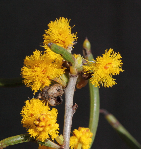 Acacia subflexuosa
