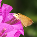 Northern Faceted-Skipper - Photo (c) Cheryl Harleston López Espino, some rights reserved (CC BY-NC-ND), uploaded by Cheryl Harleston López Espino