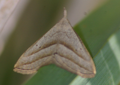 Macrochilo absorptalis