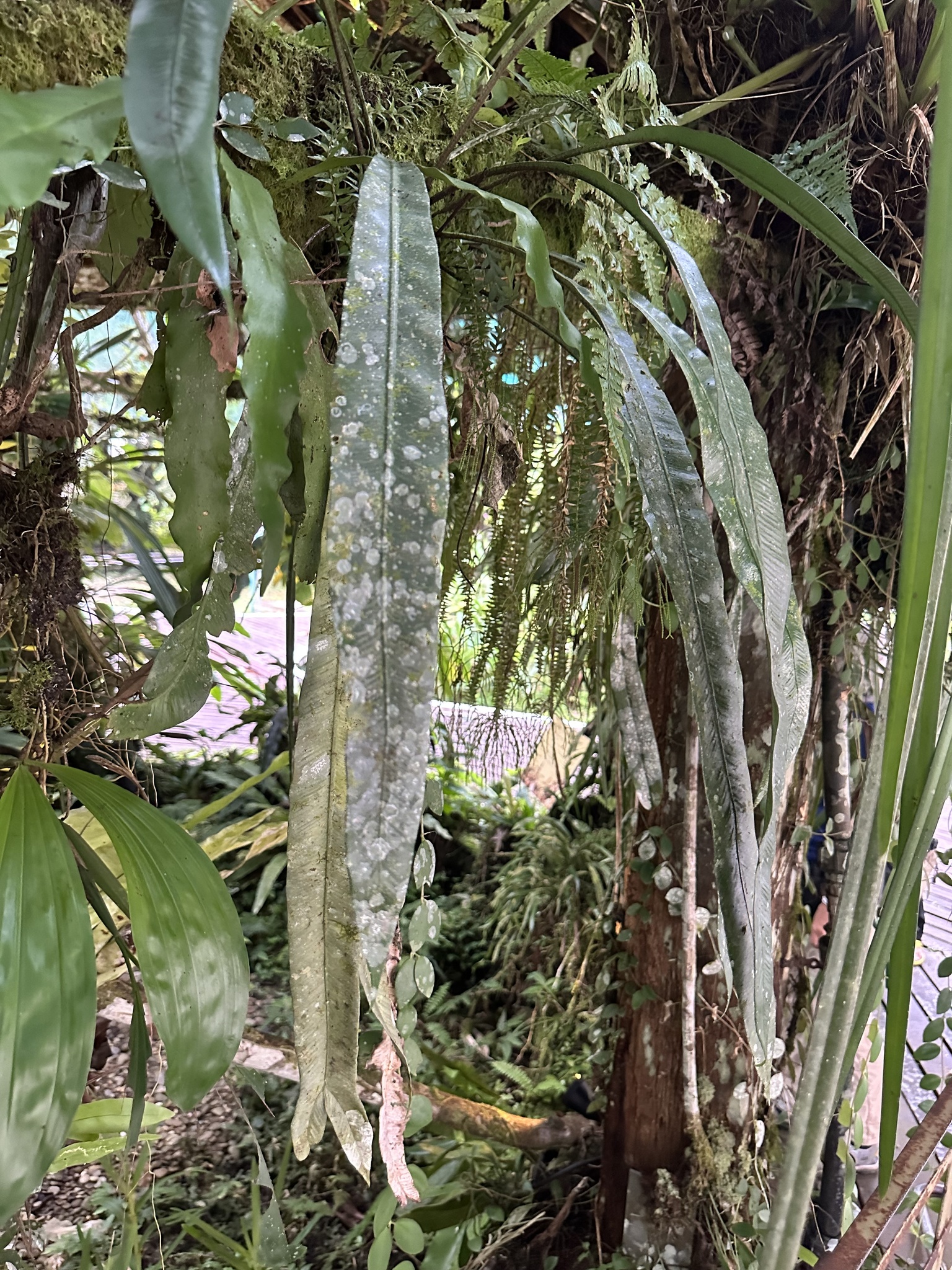 Asplenium colubrinum 2