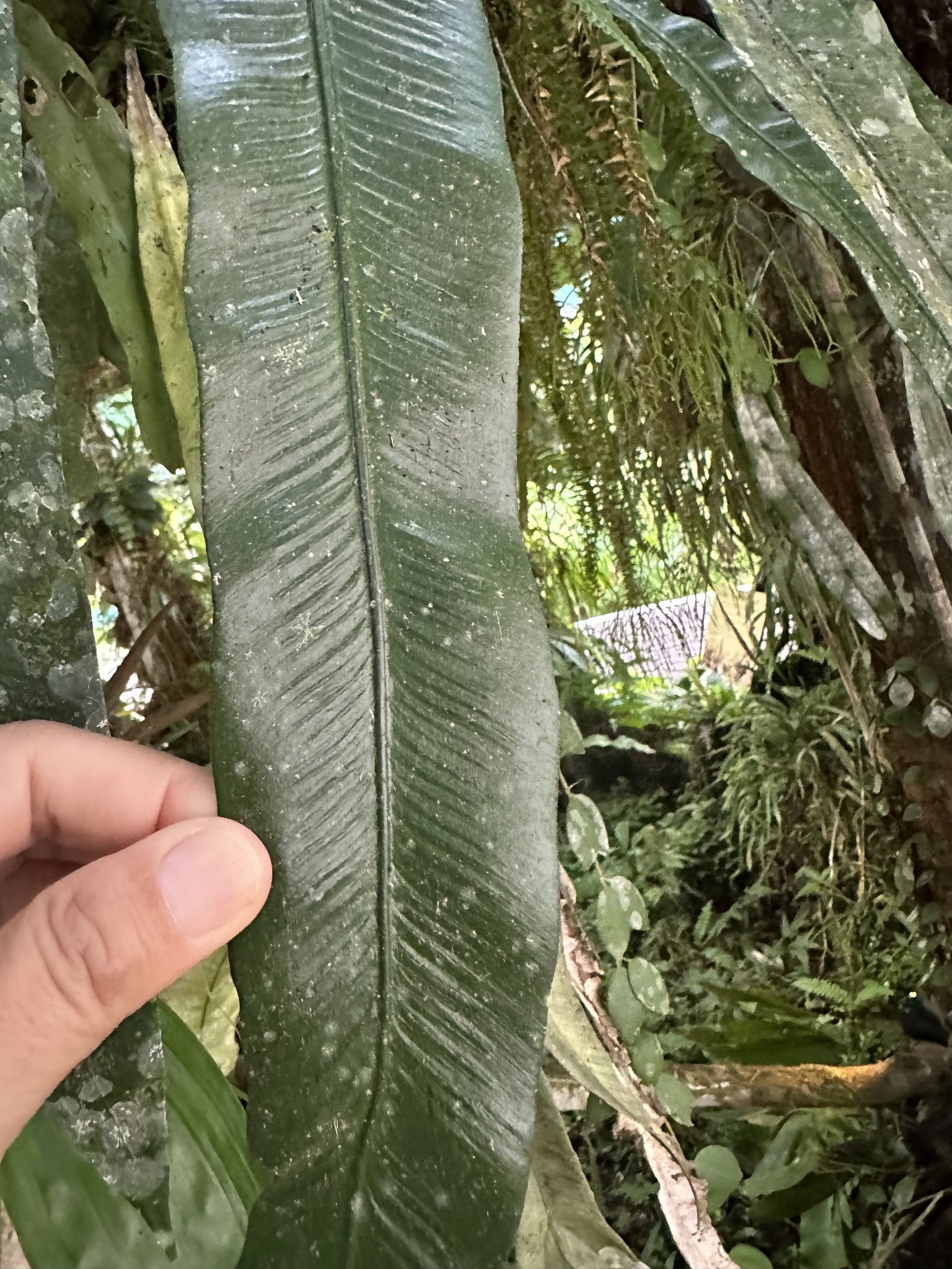 Asplenium colubrinum