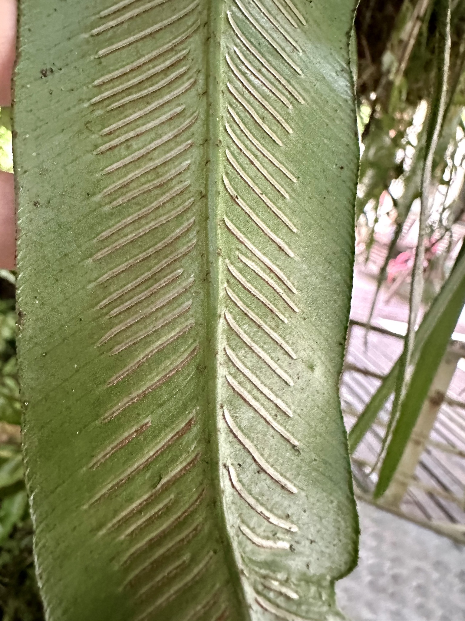 Asplenium colubrinum 3