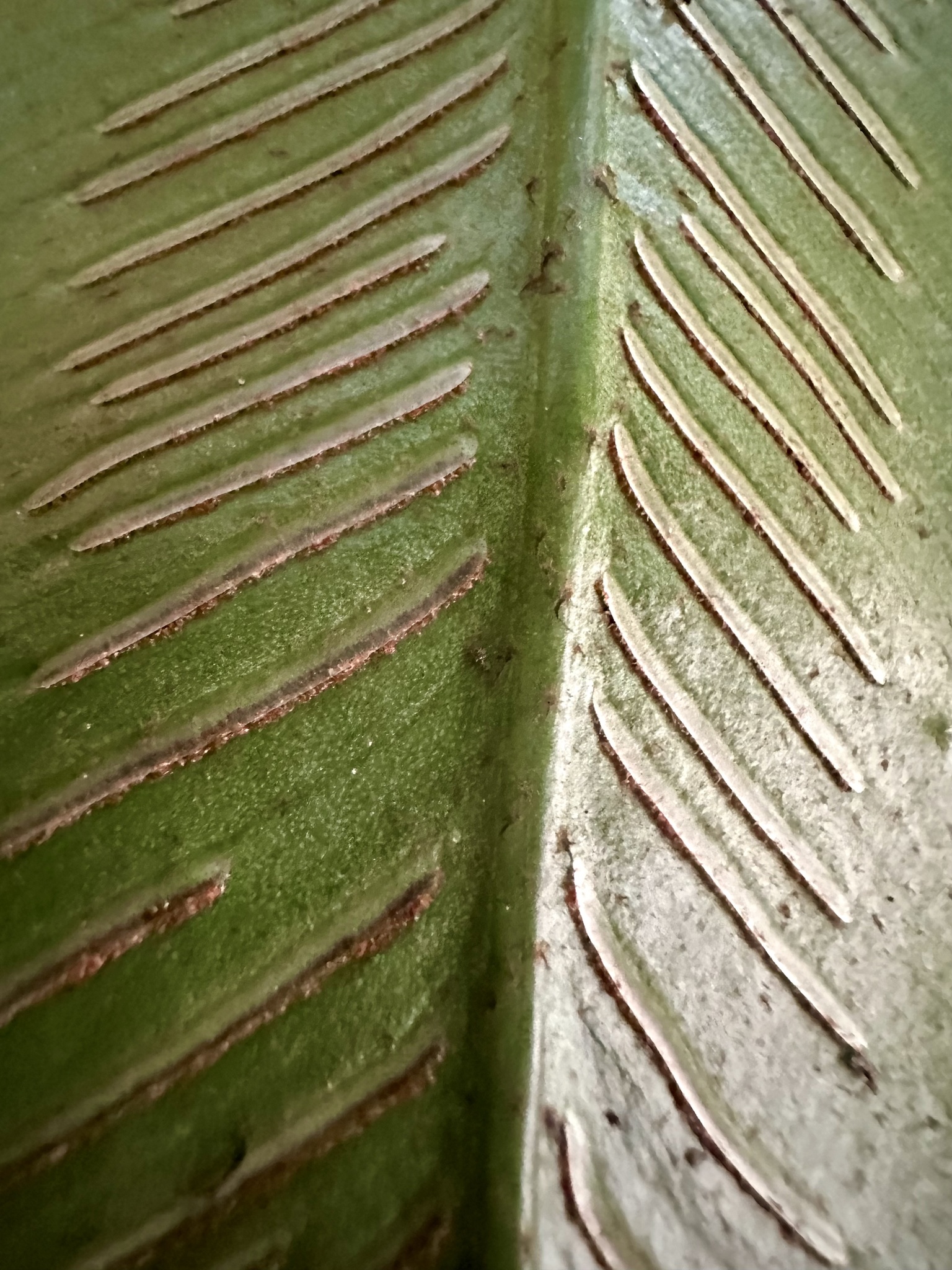 Asplenium colubrinum 4