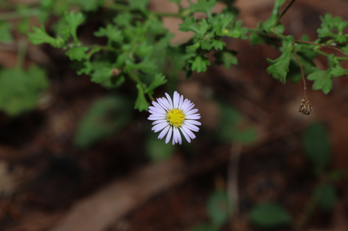 Image of Calotis cuneifolia by (c) Greg Tasney, some rights reserved (CC BY-SA)