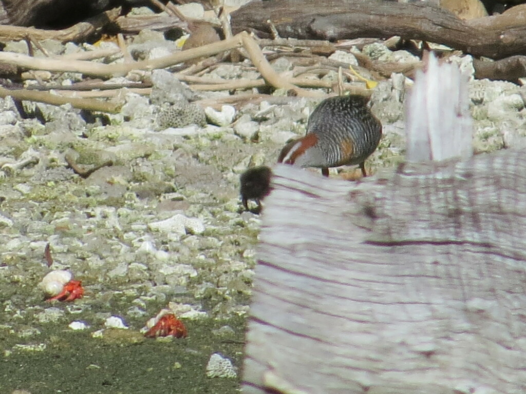 Buff-banded rail standing beside a weathered driftwood log on coral rubble