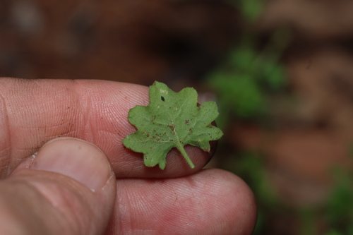 Image of Calotis cuneifolia by (c) Greg Tasney, some rights reserved (CC BY-SA)