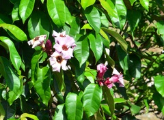Strophanthus gratus