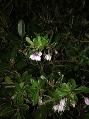 Solanum guineense