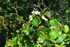 Chonemorpha fragrans