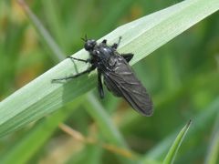 Empis ciliata