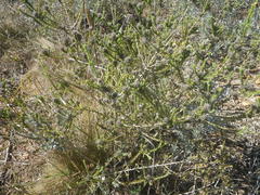 Aspalathus cephalotes violacea