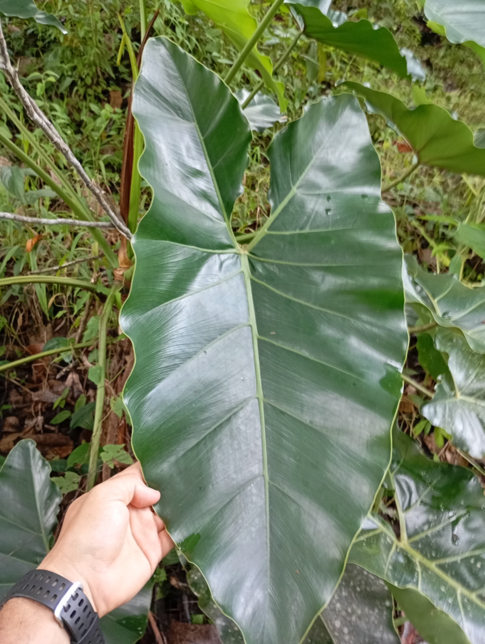 Philodendron williamsii  iNaturalist