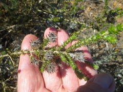 Aspalathus cephalotes violacea