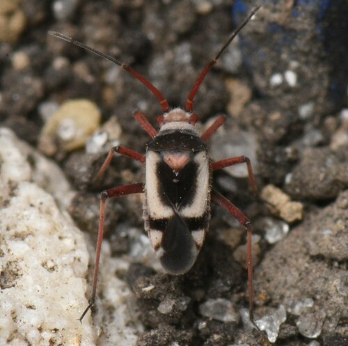 Semium hirtum Reuter, 1876