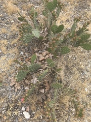 Opuntia cochenillifera