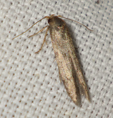 Blastobasis phycidella