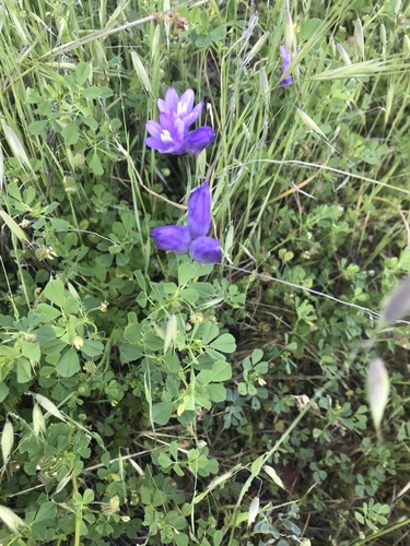 iNaturalist observation photo of blue dicks