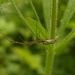 Tetragnatha dearmata - Photo (c) pavouk, algunos derechos reservados (CC BY-NC)