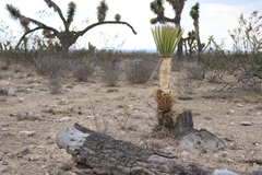 Yucca filifera