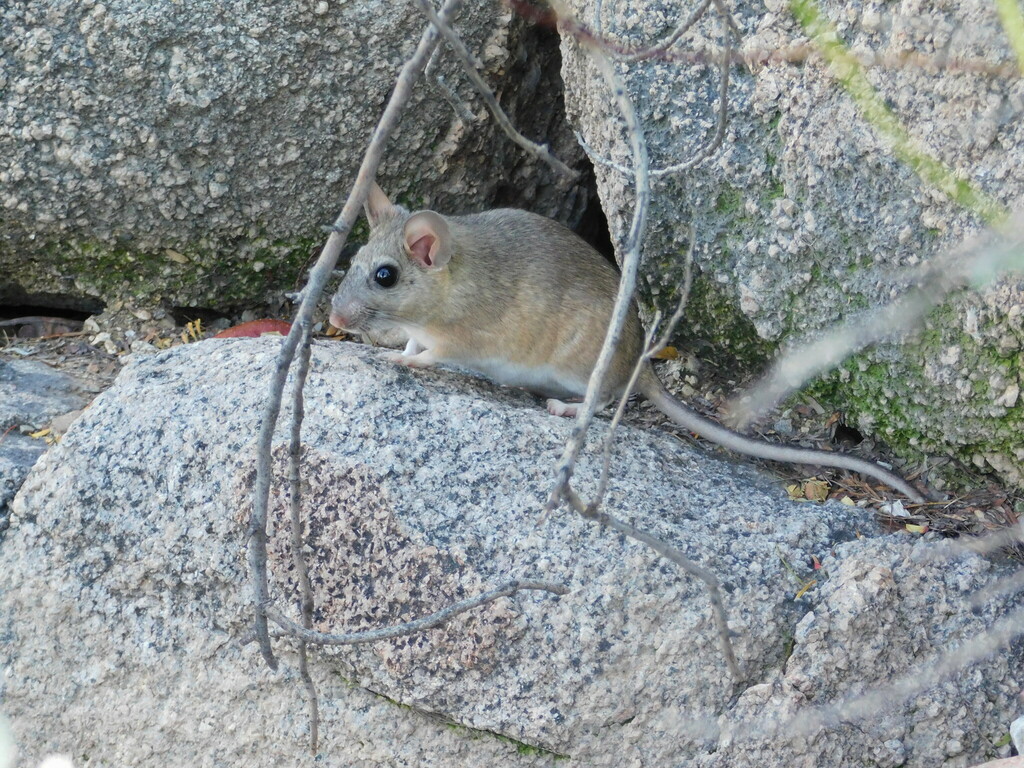 White-throated Woodrat from Arizona-Sonora Desert Museum, 2021 N Kinney ...