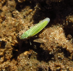 Syncharina argentina
