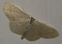 Scopula floslactata
