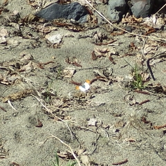 Anthocharis julia sulfuris